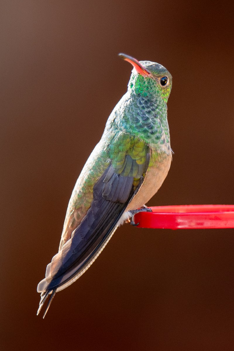 Buff-bellied Hummingbird - ML646591388