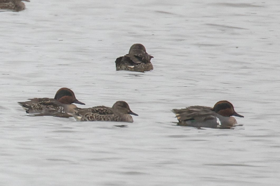 Green-winged Teal - ML646591389