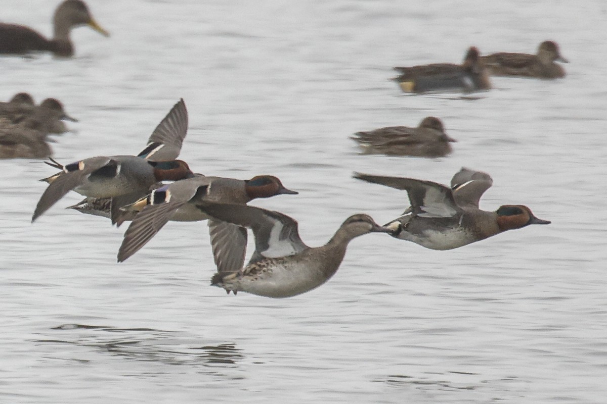 Green-winged Teal - ML646591390