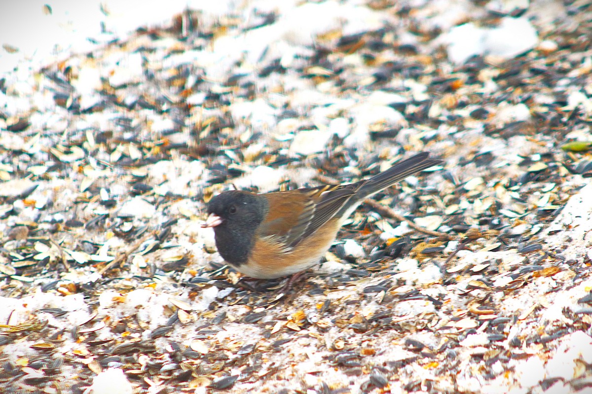 Dark-eyed Junco - ML646591396
