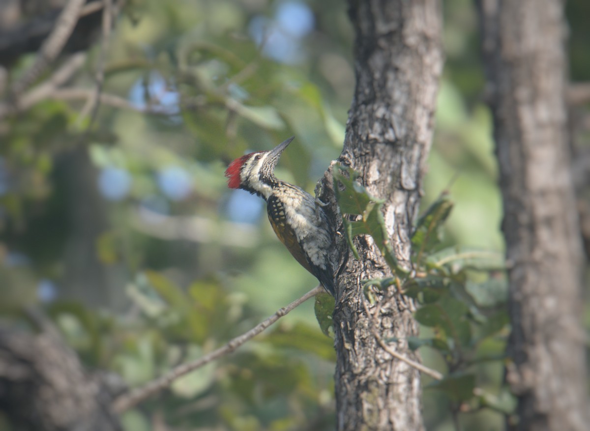 Black-rumped Flameback - ML646591397