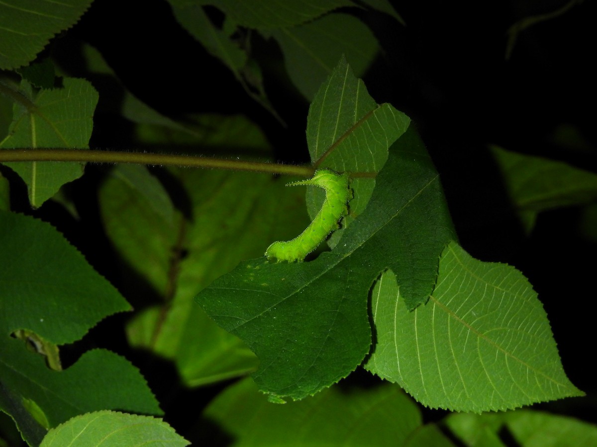 Animals - ML646591399