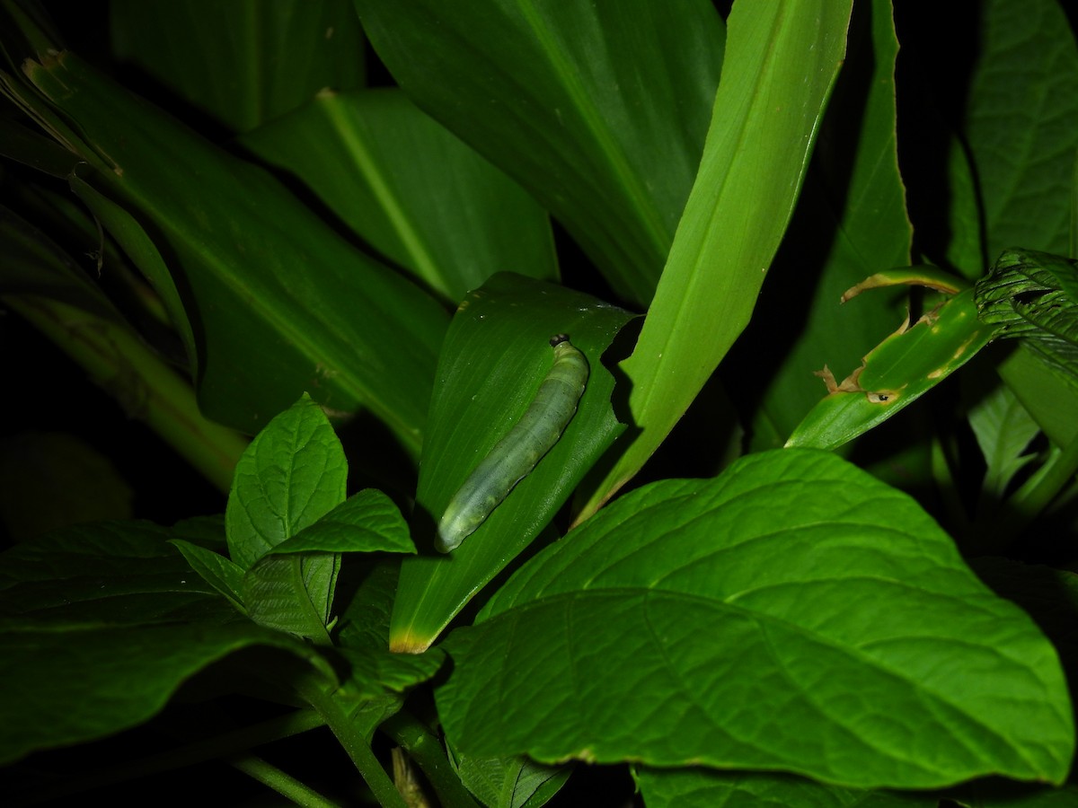 Animals - ML646591400