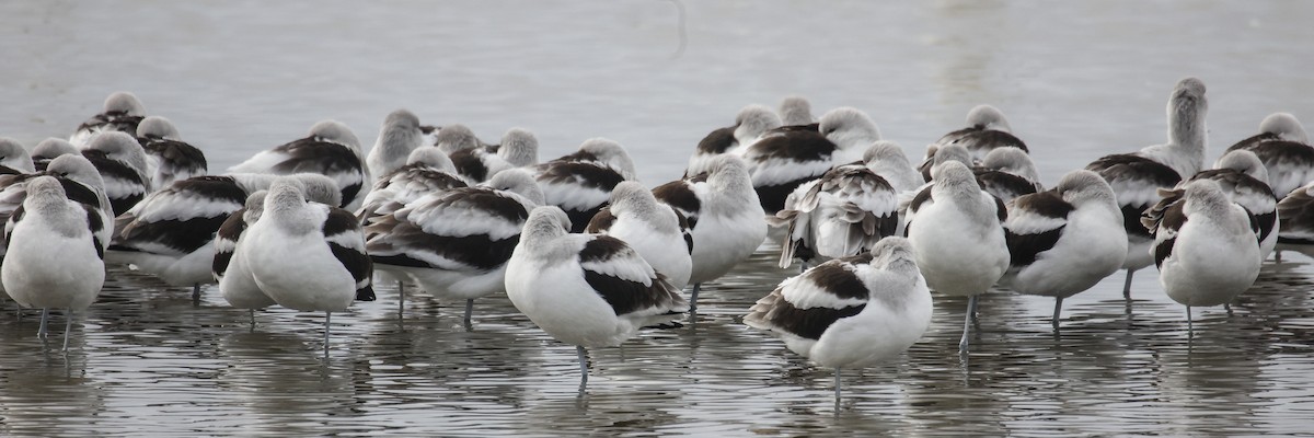 American Avocet - ML646591401