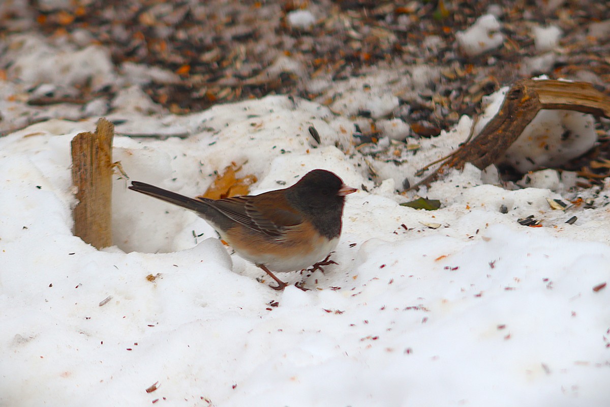 Dark-eyed Junco - ML646591407