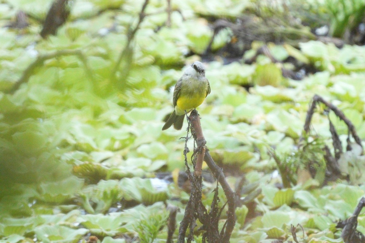 Tropical Kingbird - ML646591412