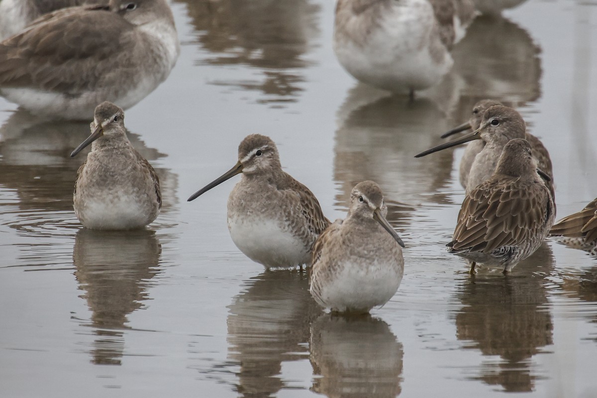 Short-billed Dowitcher - ML646591420