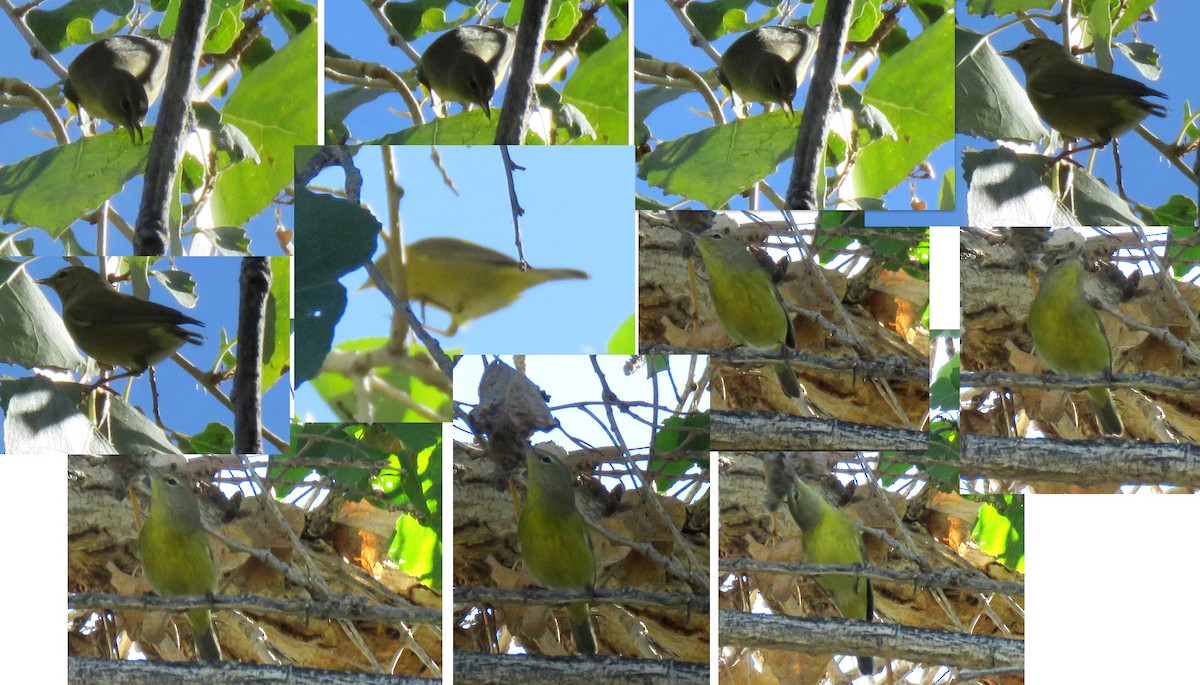 Orange-crowned Warbler - ML646591421