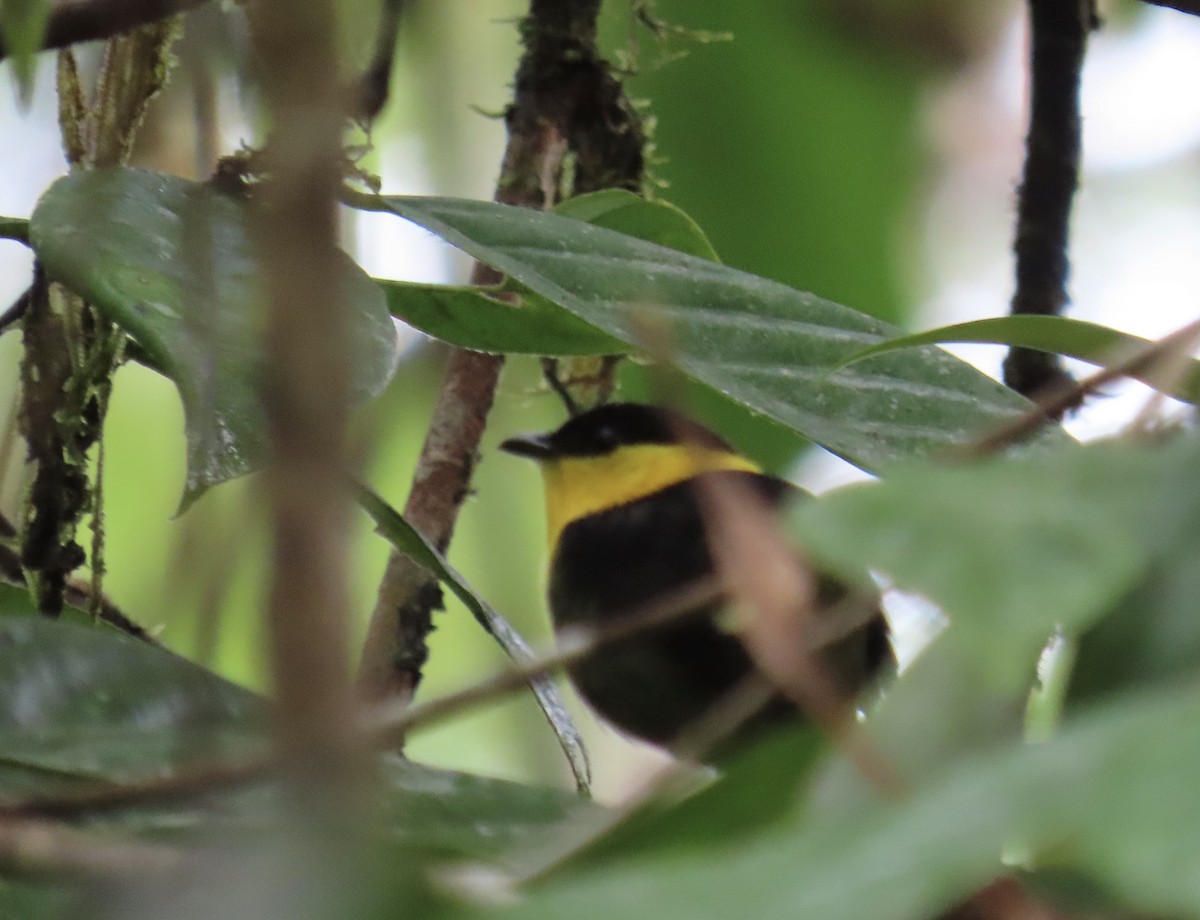 Golden-collared Manakin - ML646591423