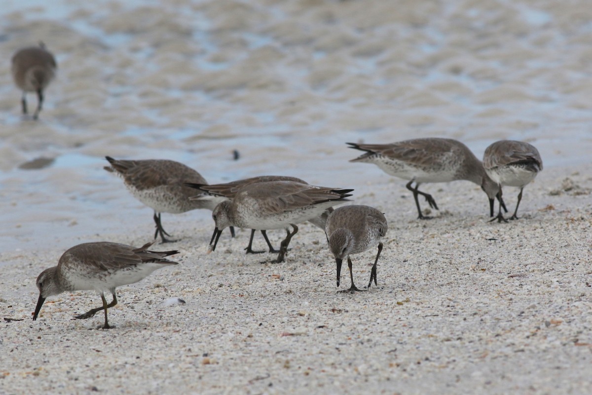 jespák rezavý - ML646591425