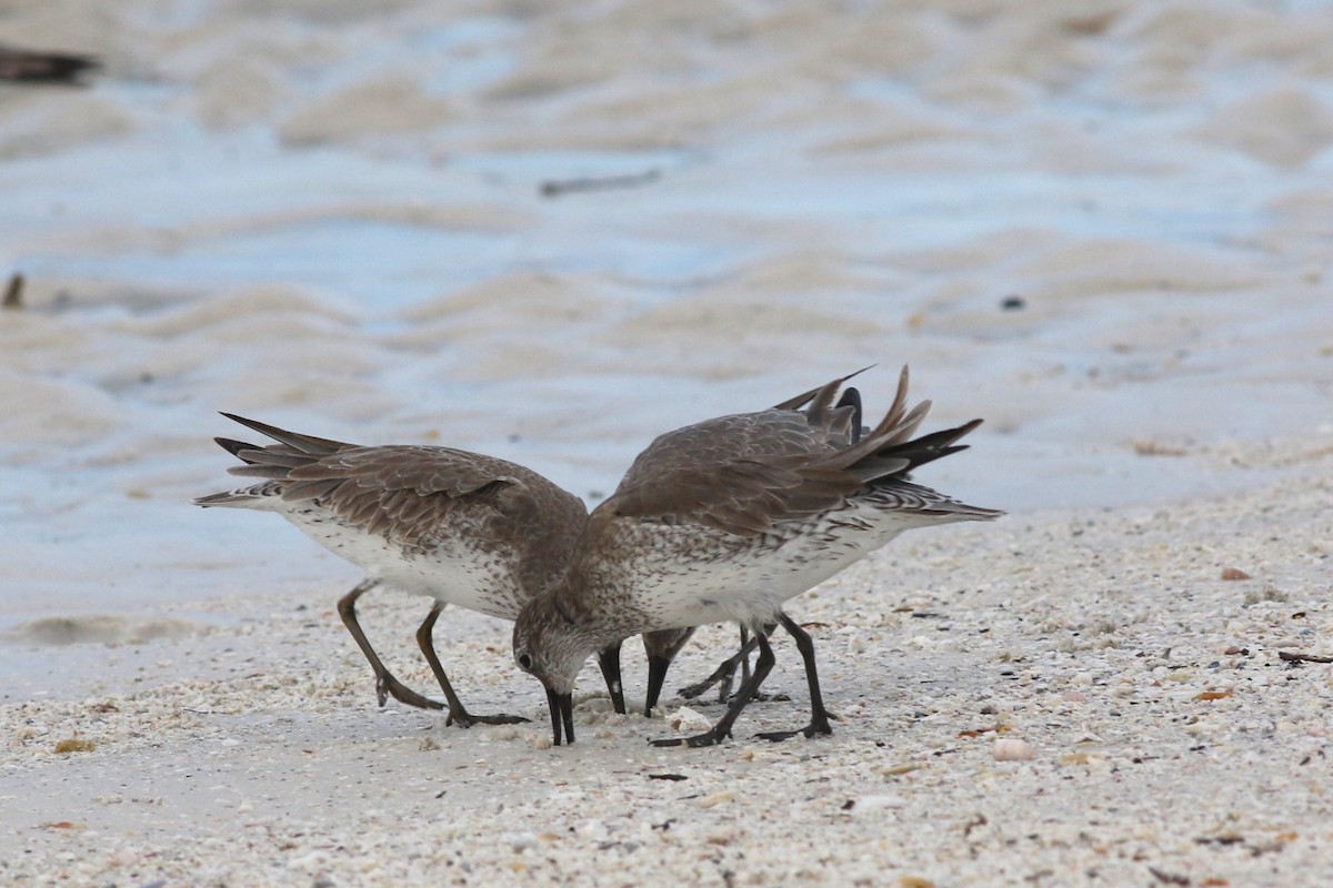 jespák rezavý - ML646591426