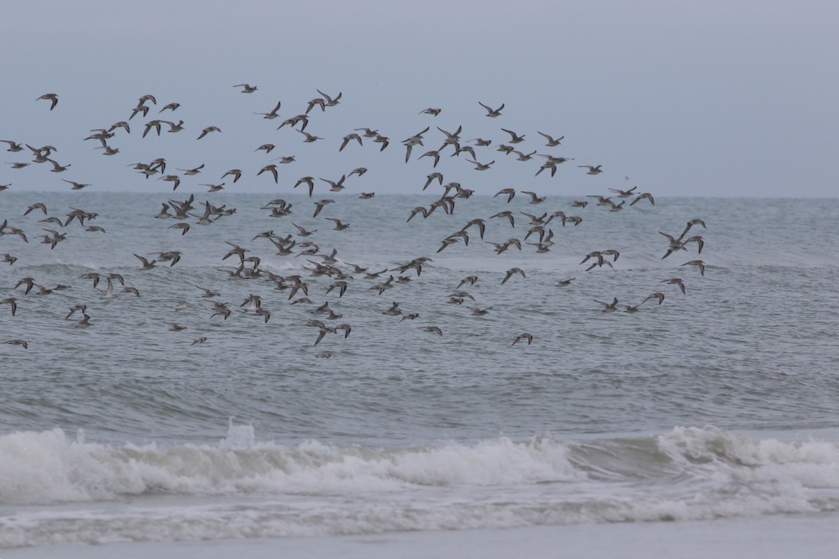 jespák rezavý - ML646591428