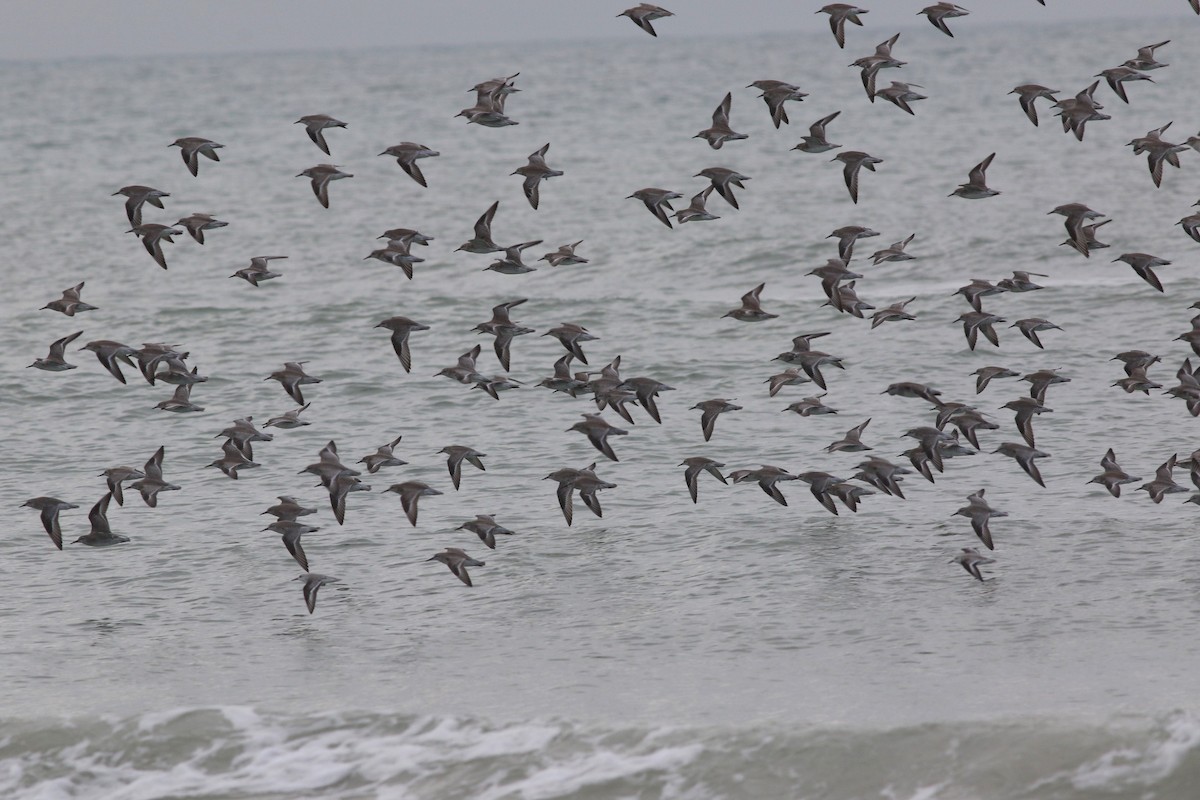 jespák rezavý - ML646591429