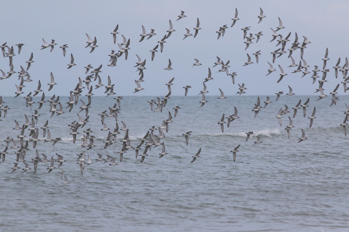 jespák rezavý - ML646591430