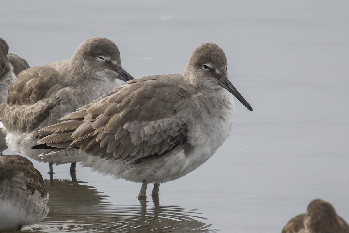Willet - ML646591432