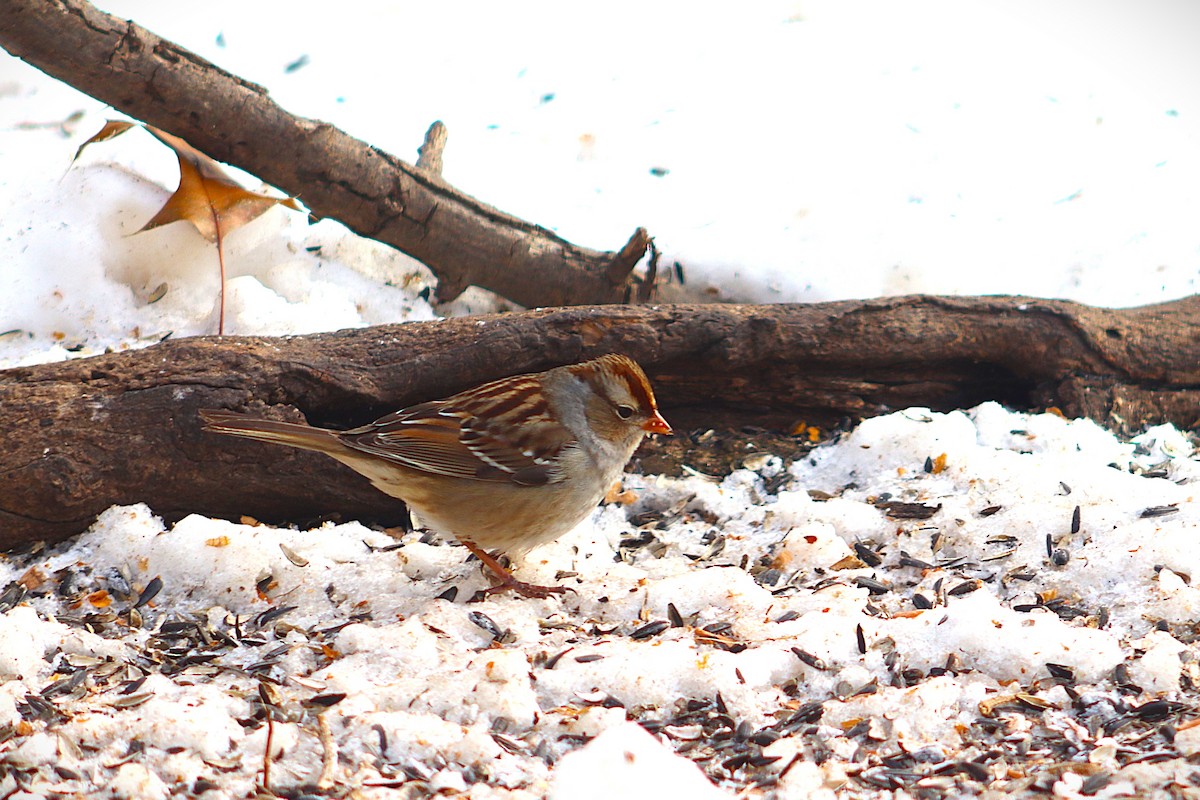 White-crowned Sparrow - ML646591433