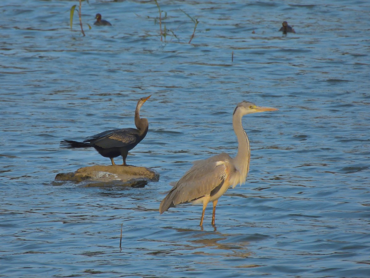 orientslangehals - ML646591435