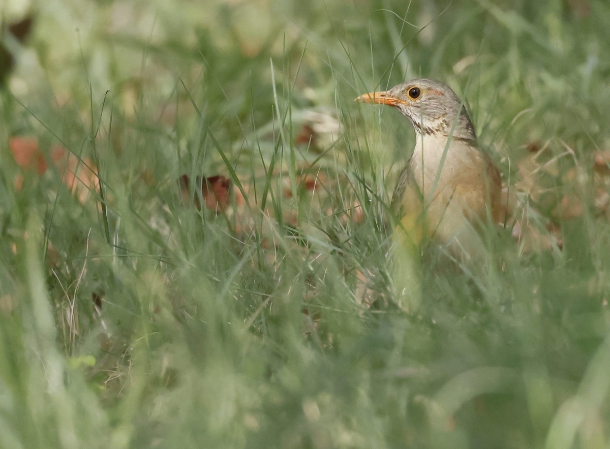 drozd rudozobý - ML646591438