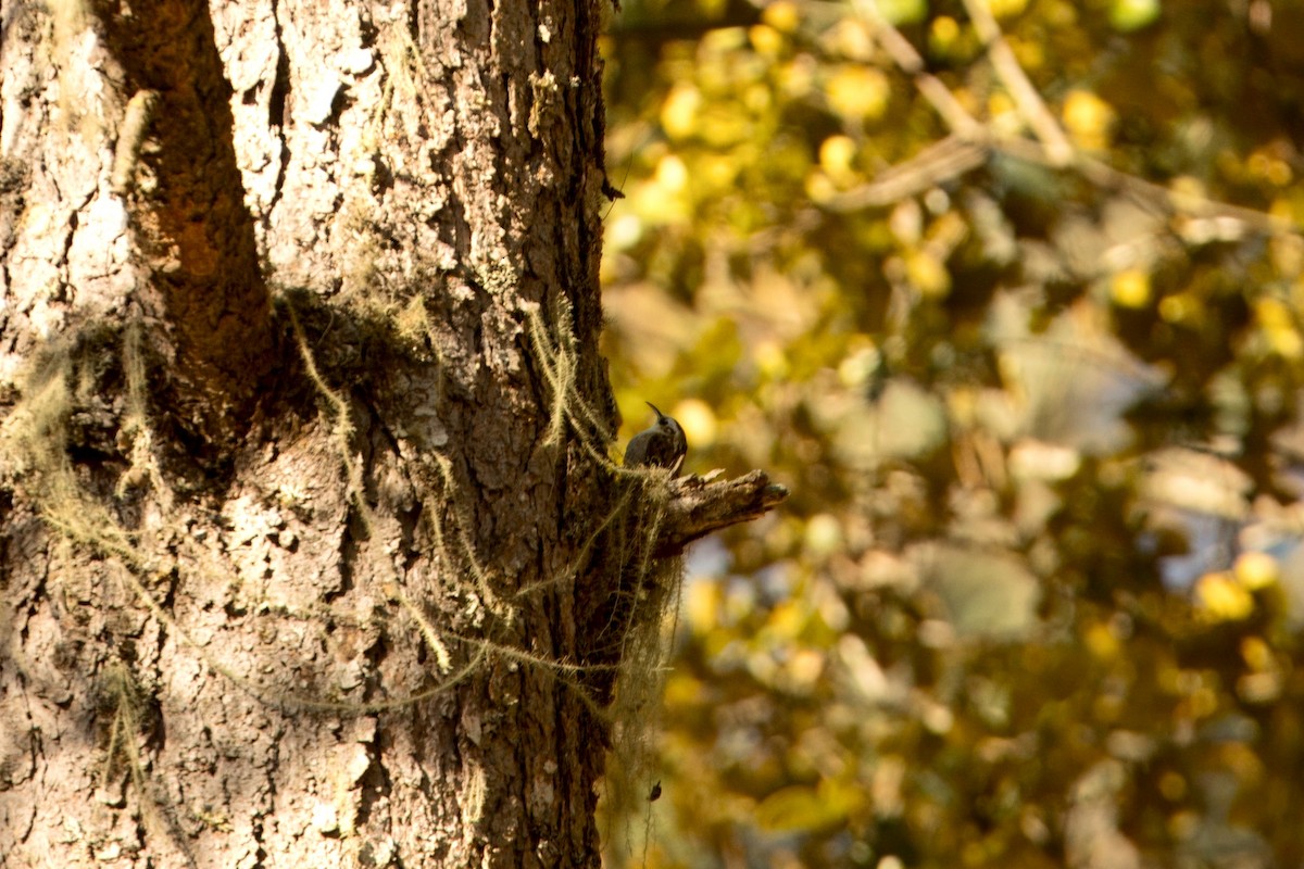Rusty-flanked Treecreeper - ML646591439