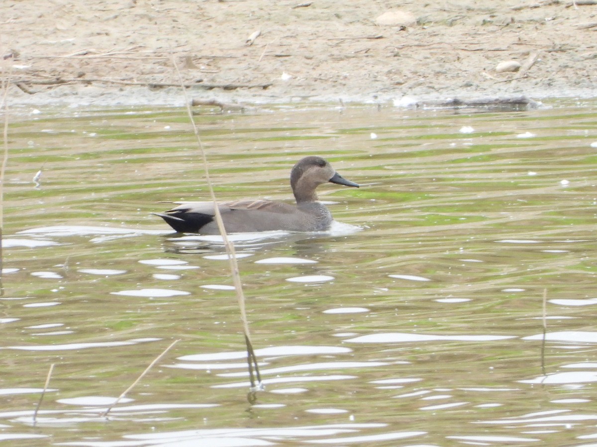 Gadwall - ML646591440