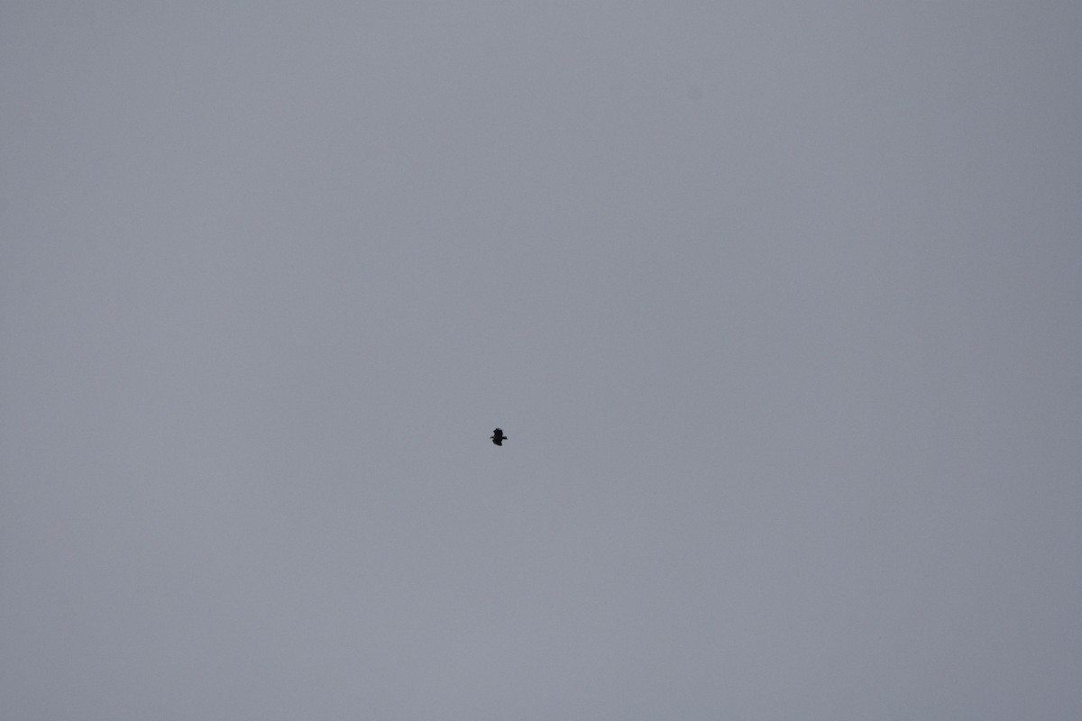 Itsas arrano buztanzuria - ML646591441