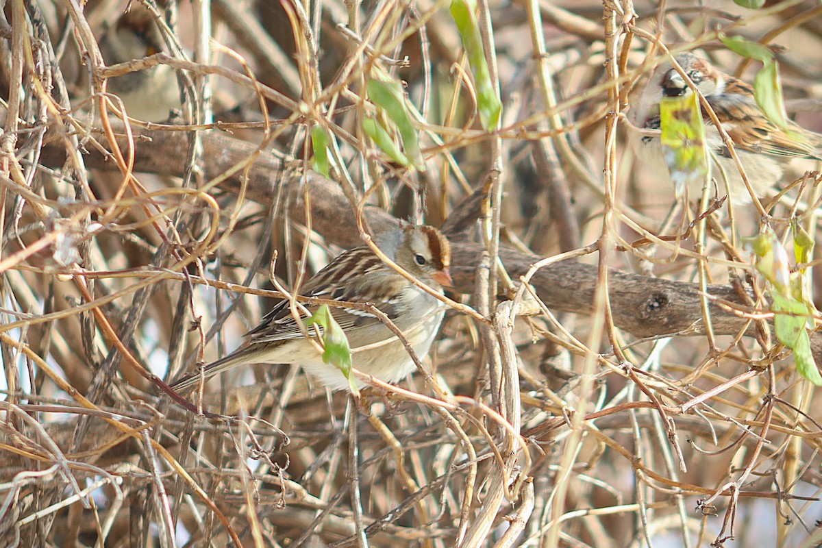 White-crowned Sparrow - ML646591443