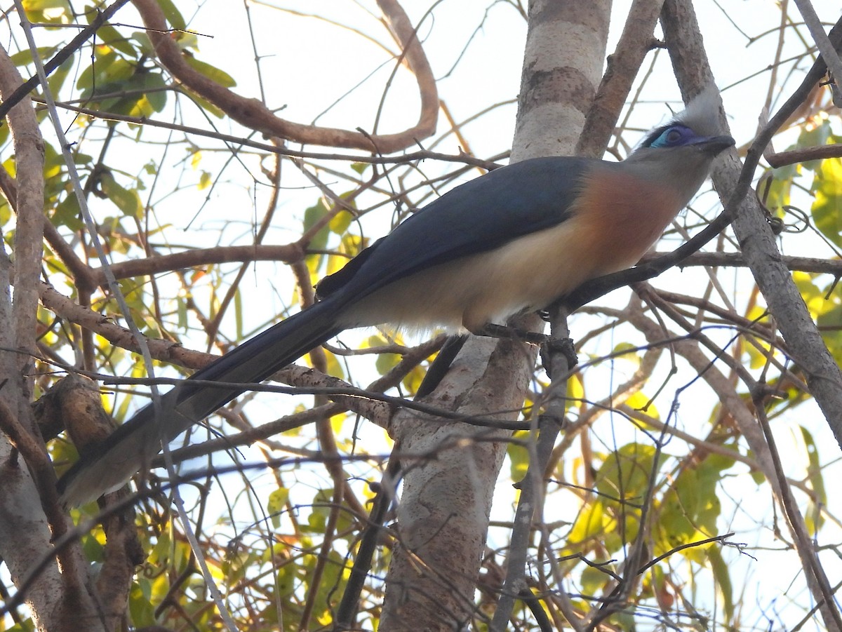 toppkoa (cristata/dumonti) - ML646591445