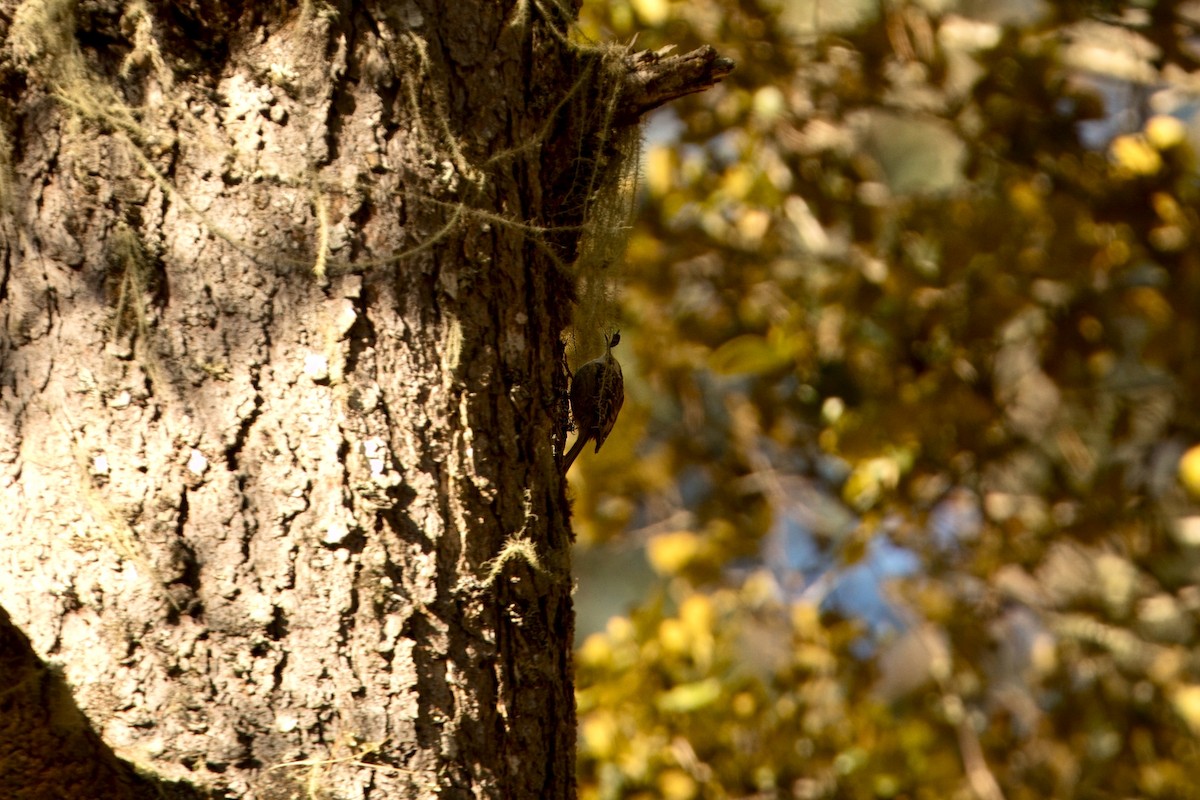 Rusty-flanked Treecreeper - ML646591447