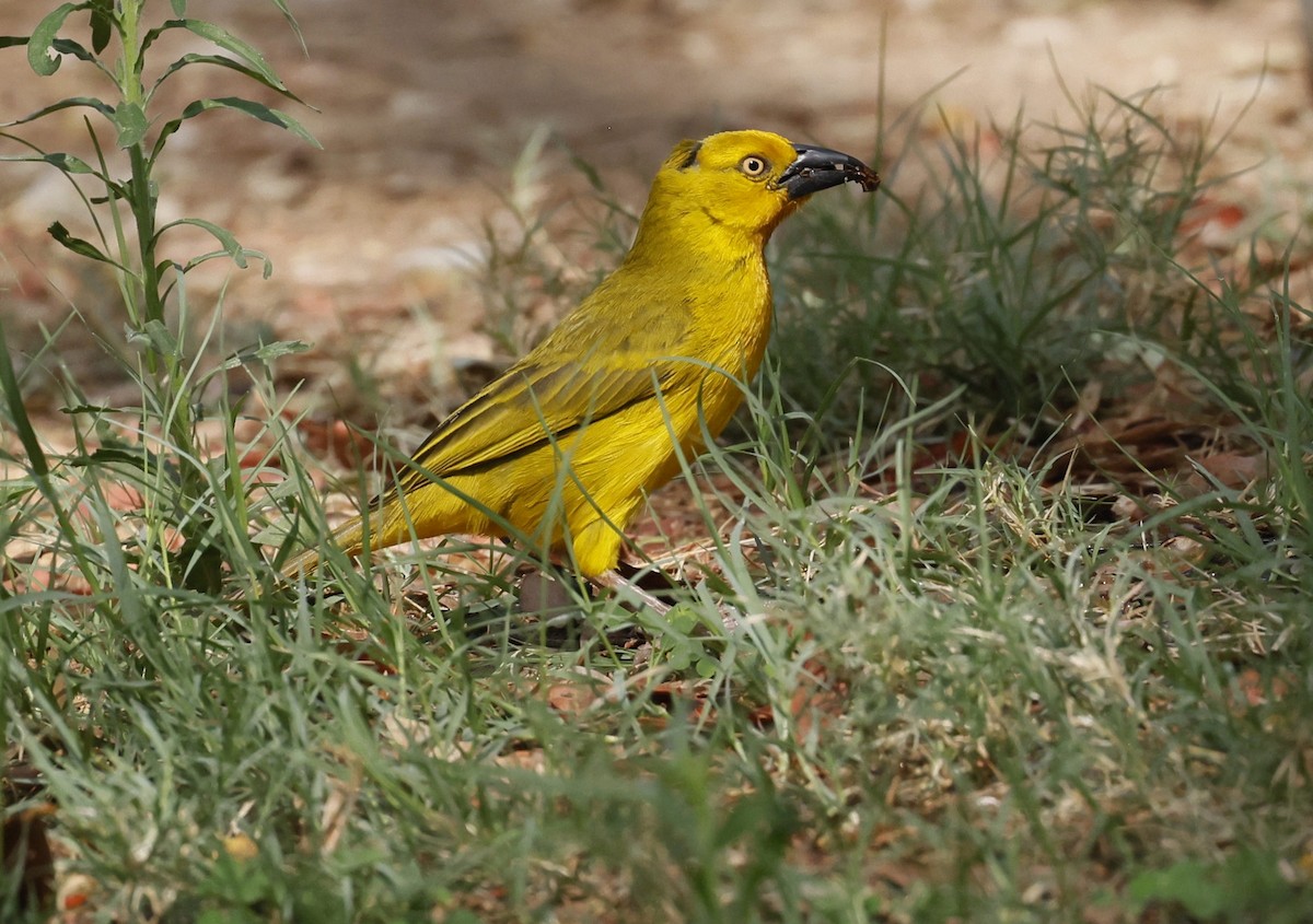 Holub's Golden-Weaver - ML646591448