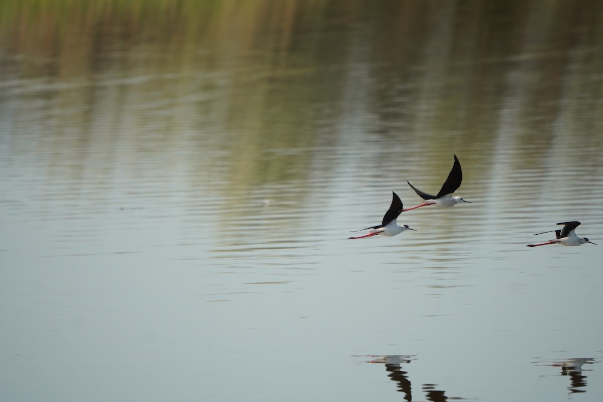 Zankaluze eurasiarra - ML646591455