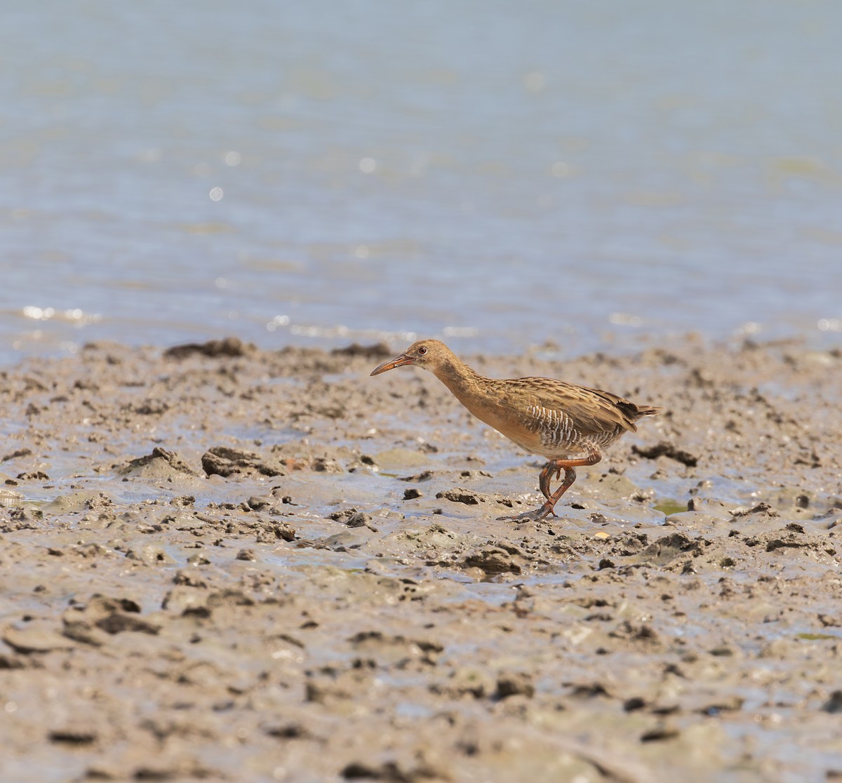 Boz Sukılavuzu - ML646591456