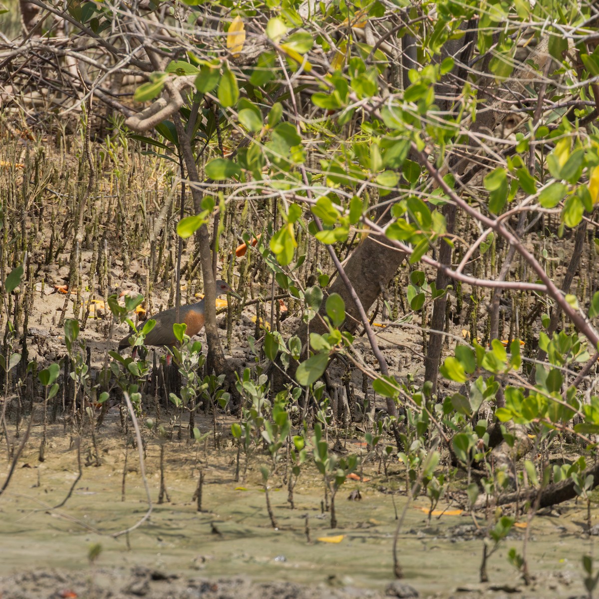 Mangrov Orman Kılavuzu - ML646591458