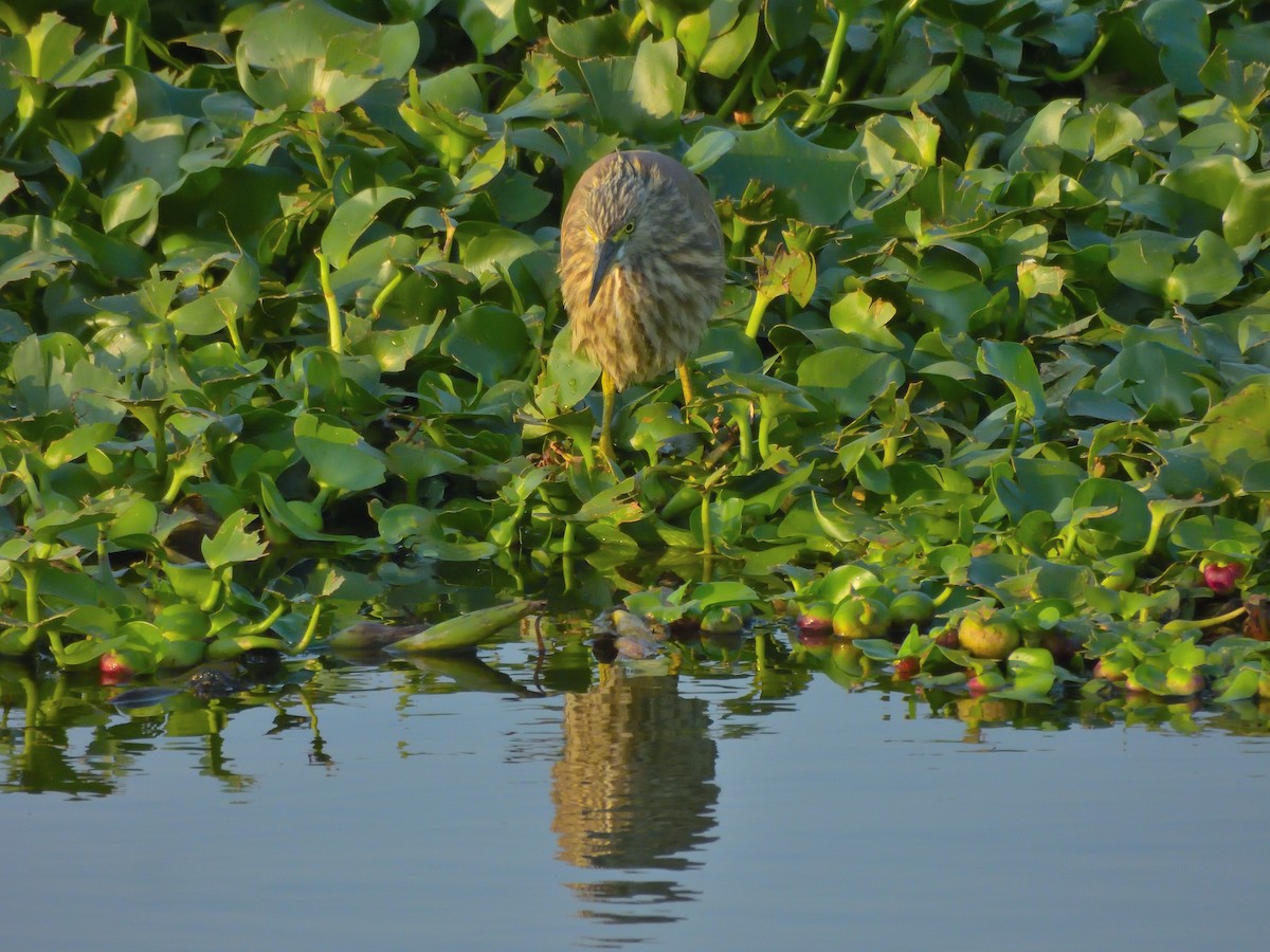 Paddyreiher - ML646591459