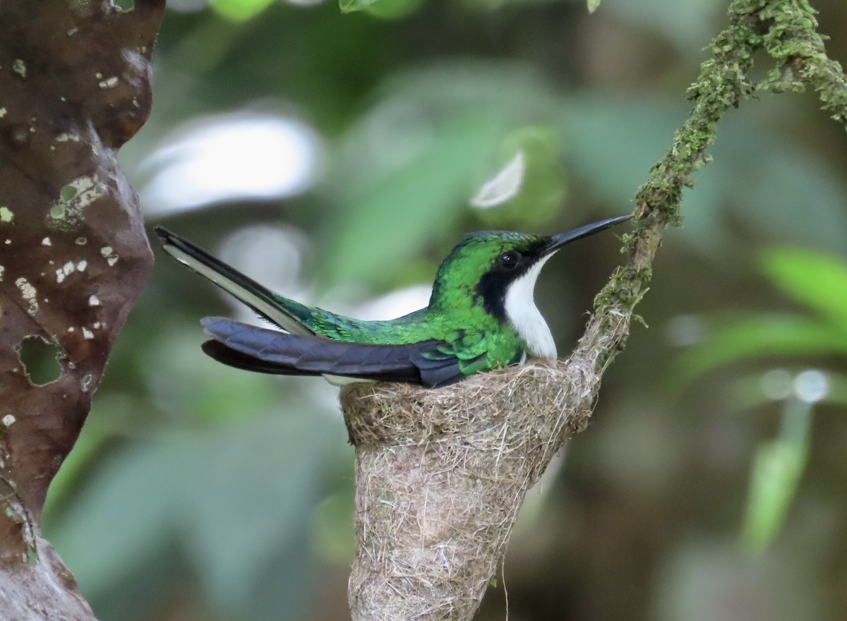 Purple-crowned Fairy - ML646591460