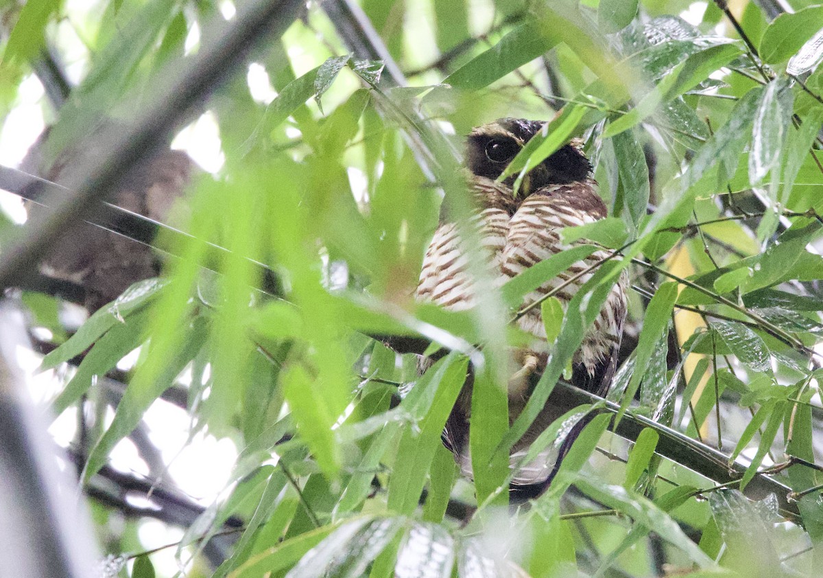 Band-bellied Owl - ML646591461