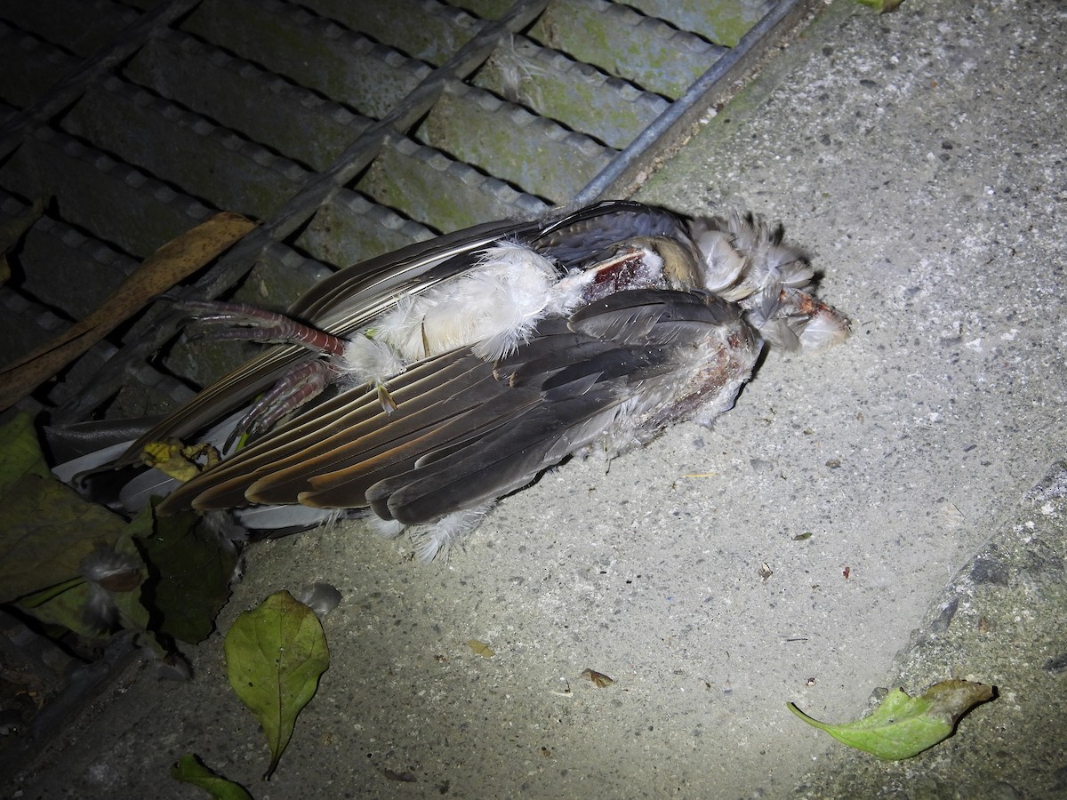 Animals - ML646591462