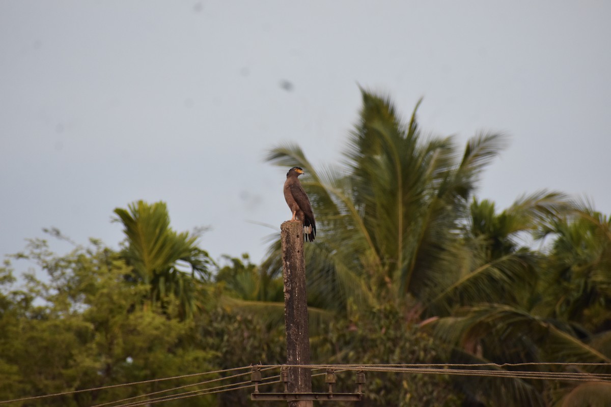 Haubenschlangenadler - ML646591464