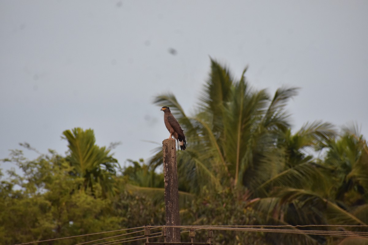 Haubenschlangenadler - ML646591465