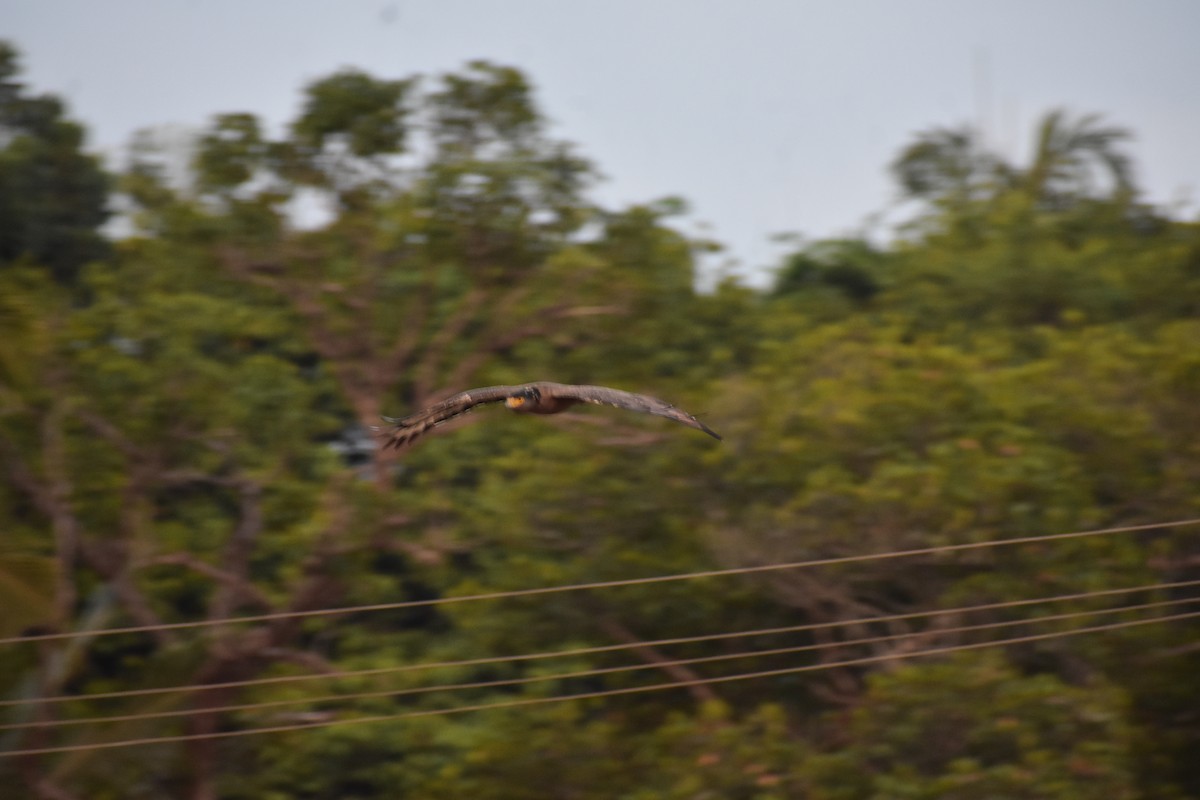 Haubenschlangenadler - ML646591466