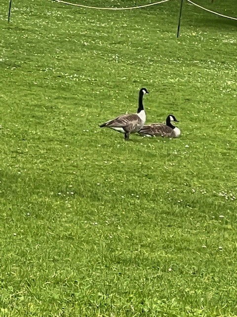 Canada Goose - ML646591468