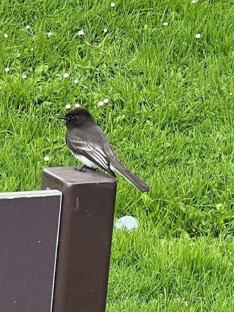 Black Phoebe - ML646591479