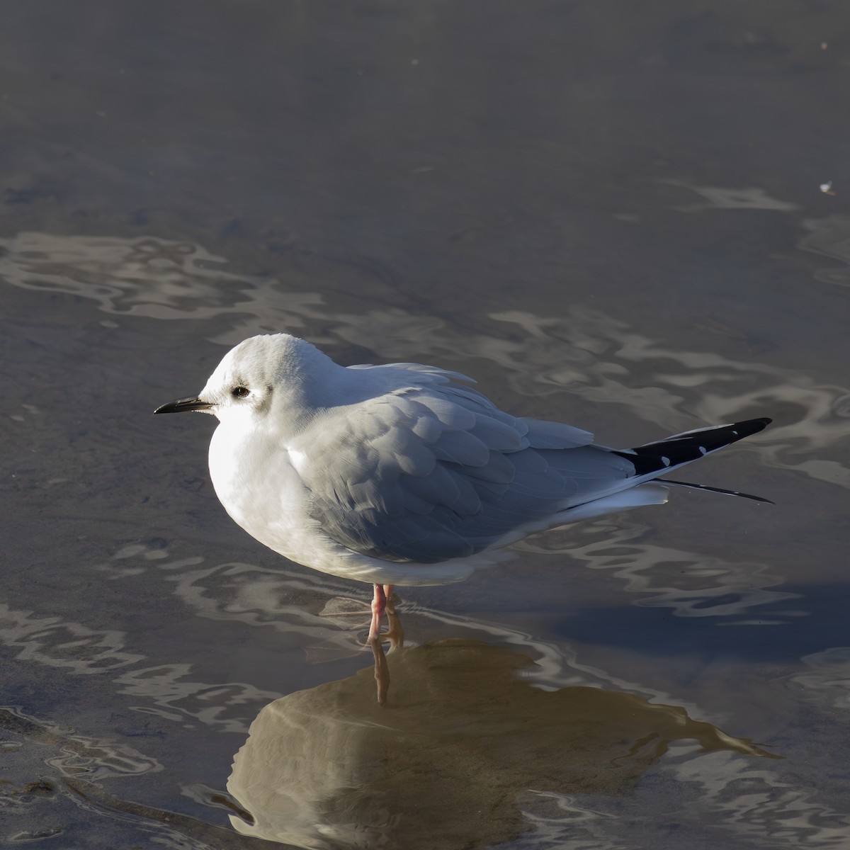 Bonaparte's Gull - ML646591480