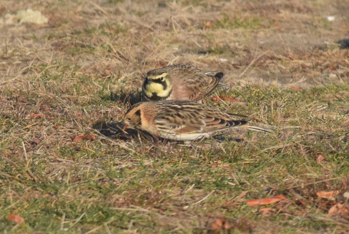 Lapland Longspur - ML646591481