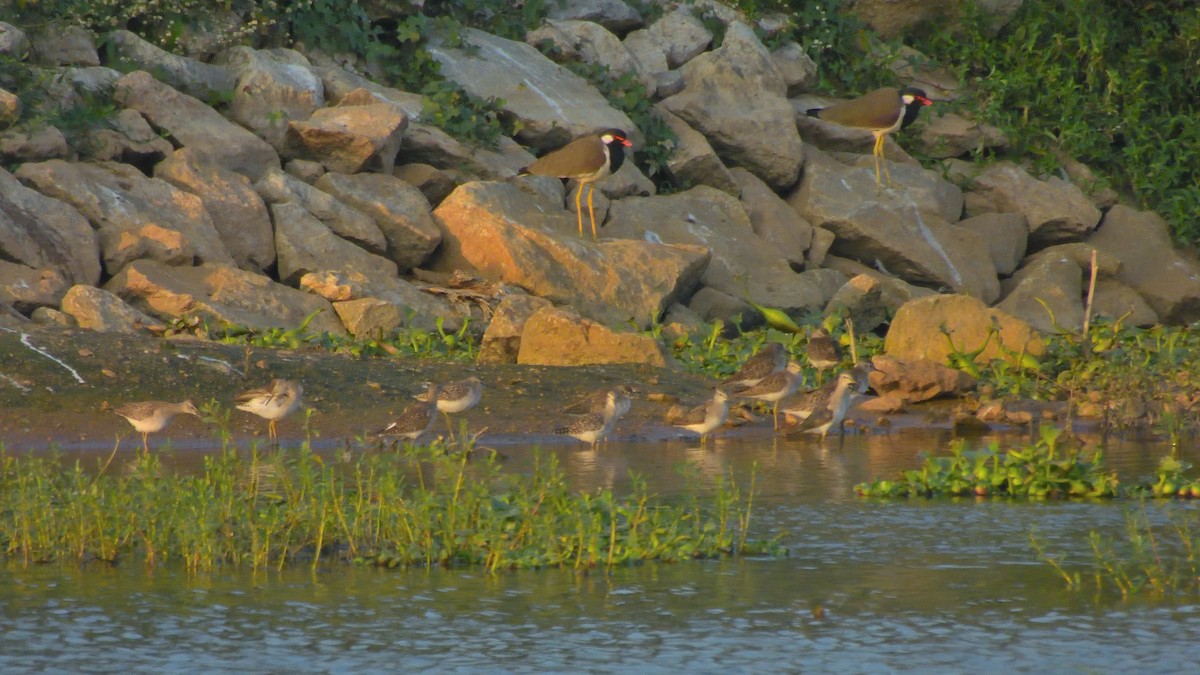 鷹斑鷸 - ML646591484