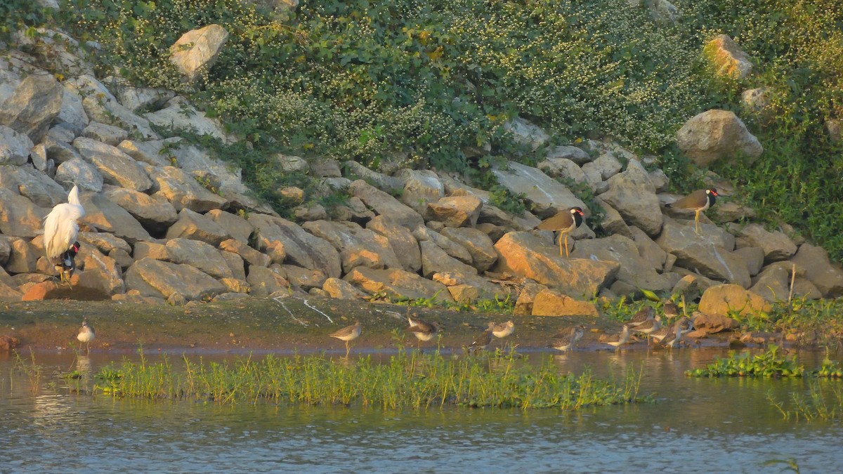 鷹斑鷸 - ML646591485