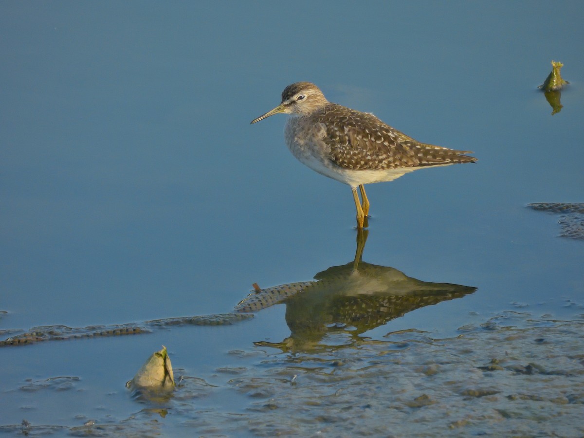 鷹斑鷸 - ML646591486