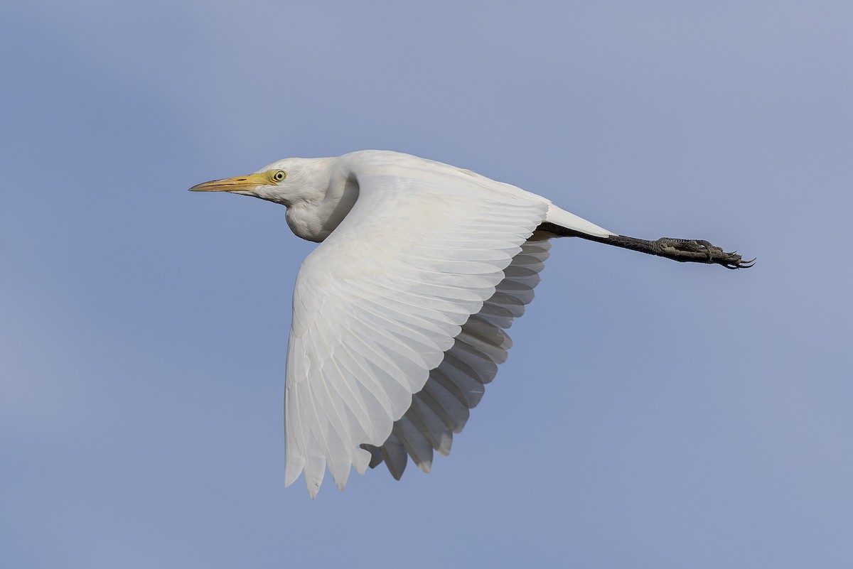 Чапля єгипетська західна - ML646591489