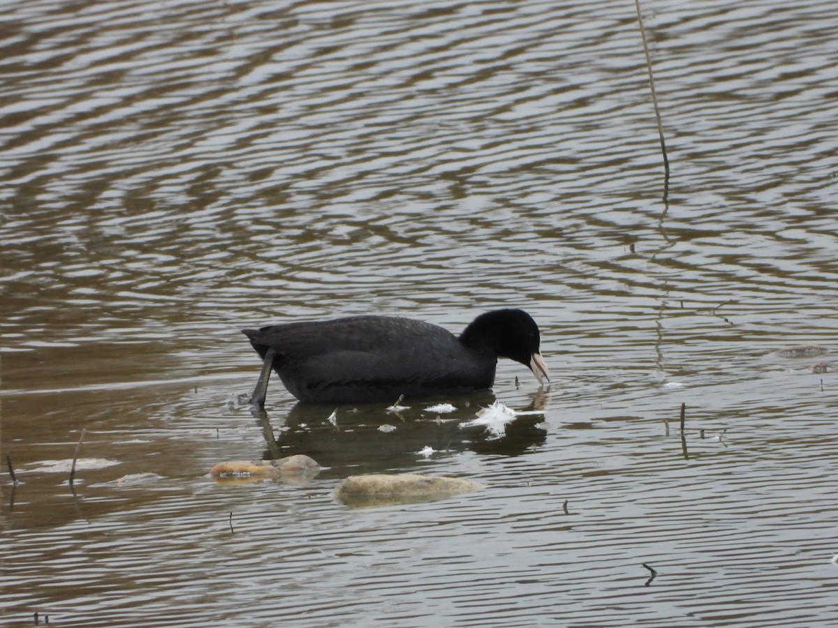 Eurasian Coot - ML646591494