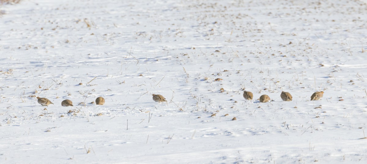 Gray Partridge - ML646591495