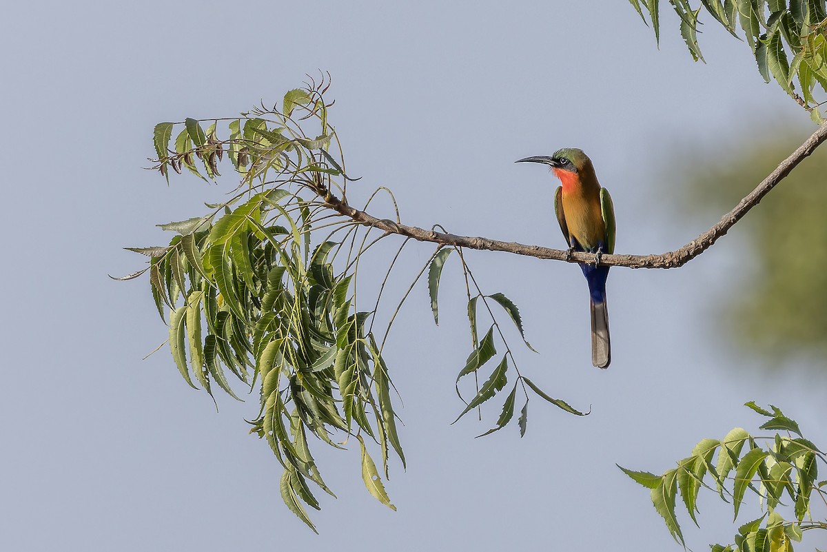 Red-throated Bee-eater - ML646591497